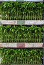 Young green organic vegetables seedlings on farmers market to sell Royalty Free Stock Photo