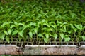 Young green organic vegetables seedlings on farmers market to sell Royalty Free Stock Photo