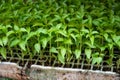 Young green organic vegetables seedlings on farmers market to sell Royalty Free Stock Photo