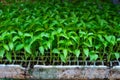 Young green organic vegetables seedlings on farmers market to sell Royalty Free Stock Photo