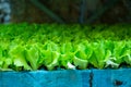 Young green organic vegetables seedlings on farmers market to sell Royalty Free Stock Photo