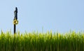 Young green paddy plant