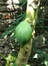 Young green papaya fruit still on the tree