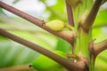 Young green papaya fruits on treetop. Organic raw green papaya o