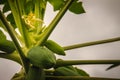 Young green papaya fruits on treetop. Organic raw green papaya o