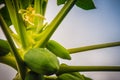 Young green papaya fruits on treetop. Organic raw green papaya o