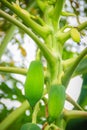 Young green papaya fruits on treetop. Organic raw green papaya o