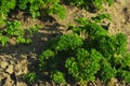 Young green parsley in a kitchen garden