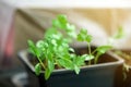 Young green parsley seedlings on the windowsill in the room in containers are planted. early spring greens. close up. space for Royalty Free Stock Photo