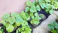 Young green paulownia tree. Seedling of Paulownia Tomentosa in pot. Plant nursery of paulownia trees outdoor