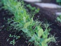 Young green pea plants growing in vegetable garden Royalty Free Stock Photo