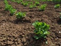 young green pea plants. Vicia Fabaceae. Growing vegetables in the garden. Seedlings of edible peas are planted in Royalty Free Stock Photo