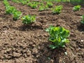 young green pea plants. Vicia Fabaceae. Growing vegetables in the garden. Seedlings of edible peas are planted in Royalty Free Stock Photo