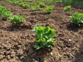 young green pea plants. Vicia Fabaceae. Growing vegetables in the garden. Seedlings of edible peas are planted in Royalty Free Stock Photo