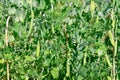 Green pea pods on a background of leaves ripen in the bright sun in spring Royalty Free Stock Photo