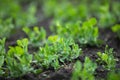 Young green pea sprouts on farm field Royalty Free Stock Photo