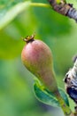 Young, green pear with leafs on the branch Royalty Free Stock Photo
