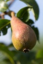 Young, green pear with leafs on the branch Royalty Free Stock Photo