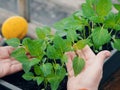 Young green pepper plants with leaves growing in a box in a greenhouse indoors. The concept of agriculture, vegetable Royalty Free Stock Photo