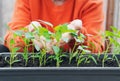 Young green pepper plants with leaves growing in a box in a greenhouse indoors. The concept of agriculture, vegetable Royalty Free Stock Photo