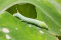 Young Green pergesa hawkmoth Pergesa acteus caterpillar
