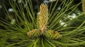 Young green pine cone with green background Royalty Free Stock Photo