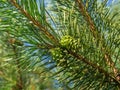 Young green pine cone. Pine branch with needles close-up. Foliage of a coniferous tree. Aroma Royalty Free Stock Photo