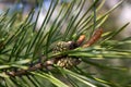 Young green pine cones. Small details close-up. Spring, green needles and seeds.Coniferous trees in spring Royalty Free Stock Photo