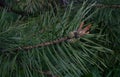 Young green pine cones. Small details close-up. Spring, green needles and seeds.Coniferous trees in spring Royalty Free Stock Photo