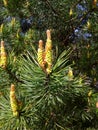 Young green pine cones. Small details close-up. Spring, green needles and seeds.Coniferous trees in spring