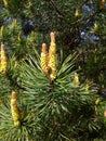 Young green pine cones. Small details close-up. Spring, green needles and seeds.Coniferous trees in spring Royalty Free Stock Photo