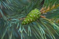 Young green pine cones in spring time, closeup view