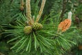 Young green pine cones together with a pine shelf Royalty Free Stock Photo