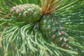 Young green pine cones on a pine tree in the summer in the BWCA - Boundary Waters Canoe Area in Northern Minnesota Royalty Free Stock Photo