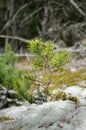 Young green pine on the moss