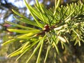 Young green pine tree branch with bright needles close-up Royalty Free Stock Photo
