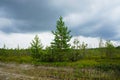 Young green pine trees against the background of the cloudy sky. Reforestation