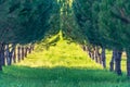 Green Pinetrees in a row for production of pinenuts Royalty Free Stock Photo