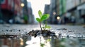 A young green plant breaks through the asphalt in the city center, symbolizing natures resilience and the importance of ecology Royalty Free Stock Photo