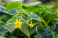 Young green plant cucumber with yellow flowers in the garden with the drops of water after rain . Juicy fresh cucumber Royalty Free Stock Photo