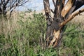 Young green plant of curly willow tree next to thick burnt trunk. Nature regeneration Royalty Free Stock Photo