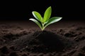 A young green plant emerges from rich, dark soil against a black background, symbolizing growth and new beginnings Royalty Free Stock Photo