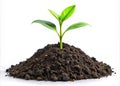 A Young Green Plant Emerging From Black Soil, Clipping Path, Isolated Royalty Free Stock Photo