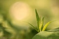 Young green plant on a greenish-brown blurry field-meadow background