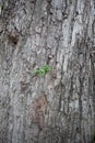 A young green plant growing on a big tree Royalty Free Stock Photo
