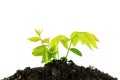 Young green plant growing from pile of soil isolated on white ba Royalty Free Stock Photo