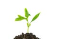 Young green plant growing from pile of soil isolated on white ba Royalty Free Stock Photo