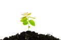 Young green plant growing from pile of soil isolated on white ba Royalty Free Stock Photo