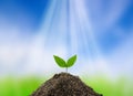 Young green plant growing from soil Royalty Free Stock Photo