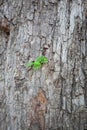 A young green plant growing on a tree Royalty Free Stock Photo
